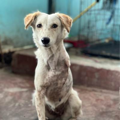 Reflective Collar Drives