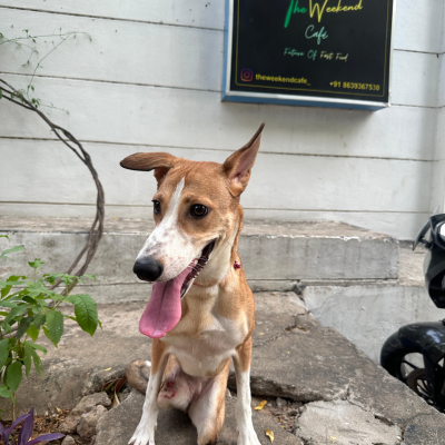 Animal Birth Control Awareness