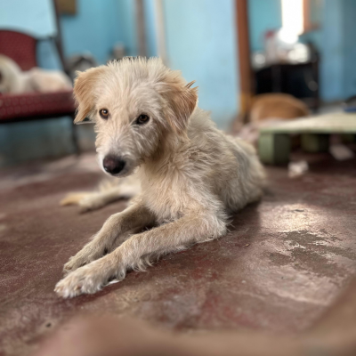 Art Workshops with Animals