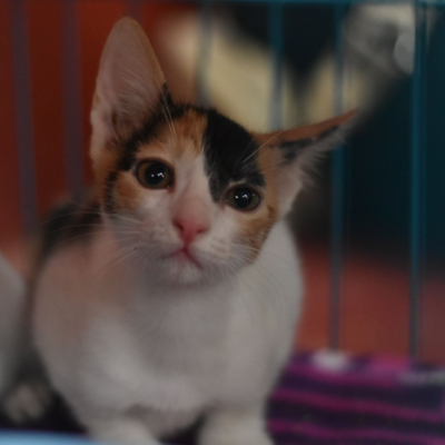 Vegan Advocacy Drives