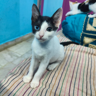 Activism on Animal Rights